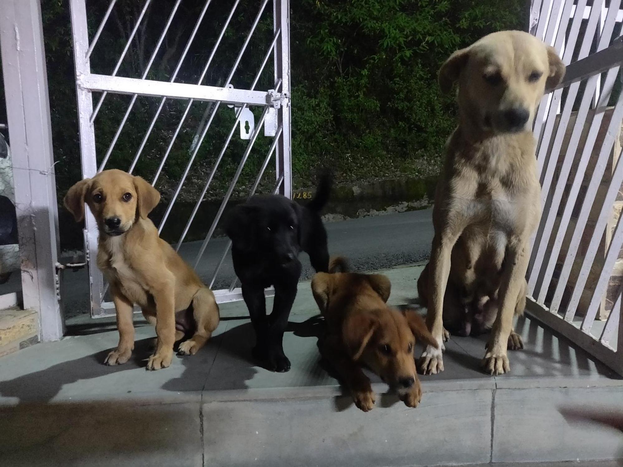 Vatsalyam Home Stay Shimla Eksteriør bilde